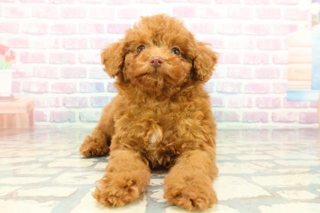 群馬県のトイプードル(トイ) (Coo&RIKUDCM館林店/2025年12月22日生まれ/男の子/レッド)の子犬の1枚目の画像