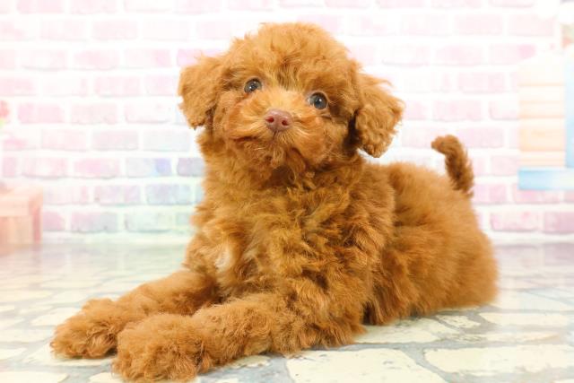 群馬県のトイプードル(トイ) (Coo&RIKUDCM館林店/2025年12月22日生まれ/男の子/レッド)の子犬の2枚目の画像