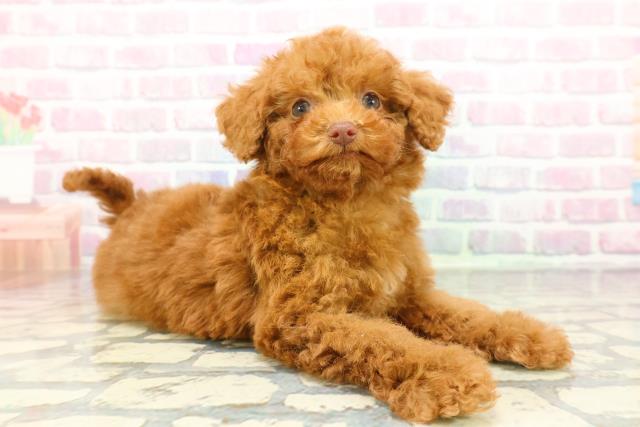 群馬県のトイプードル(トイ) (Coo&RIKUDCM館林店/2025年12月22日生まれ/男の子/レッド)の子犬の3枚目の画像