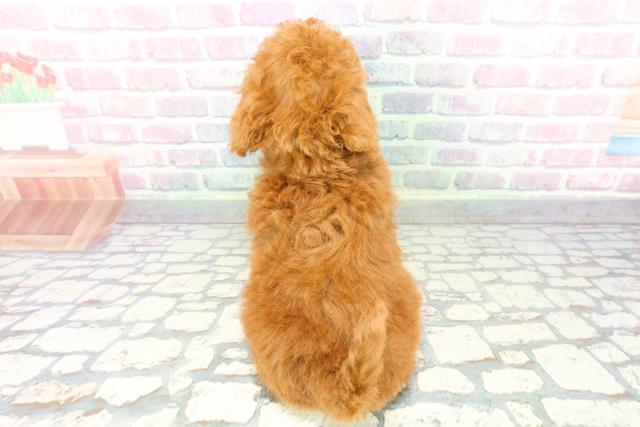 群馬県のトイプードル(トイ) (Coo&RIKUDCM館林店/2025年12月22日生まれ/男の子/レッド)の子犬の4枚目の画像