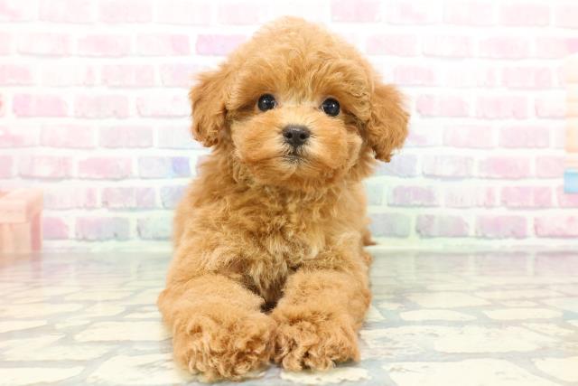 茨城県のトイプードル(トイ) (Coo&RIKU石岡店/2025年12月22日生まれ/女の子/アプリコット)の子犬の1枚目の画像