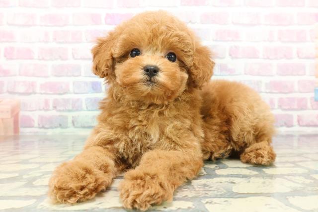 茨城県のトイプードル(トイ) (Coo&RIKU石岡店/2025年12月22日生まれ/女の子/アプリコット)の子犬の2枚目の画像