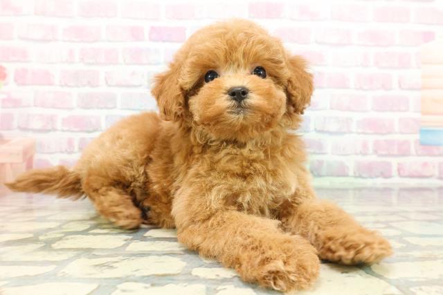 茨城県のトイプードル(トイ) (Coo&RIKU石岡店/2025年12月22日生まれ/女の子/アプリコット)の子犬の3枚目の画像