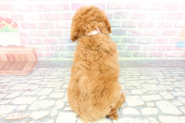 茨城県のトイプードル(トイ) (Coo&RIKU石岡店/2025年12月22日生まれ/女の子/アプリコット)の子犬の4枚目の画像