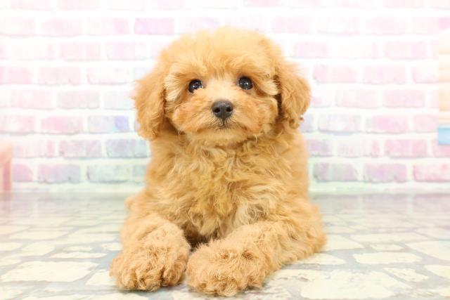 東京都のトイプードル(トイ) (Coo&RIKUフレスポ住吉店/2025年12月22日生まれ/女の子/アプリコット)の子犬の1枚目の画像