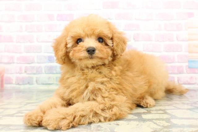 東京都のトイプードル(トイ) (Coo&RIKUフレスポ住吉店/2025年12月22日生まれ/女の子/アプリコット)の子犬の2枚目の画像