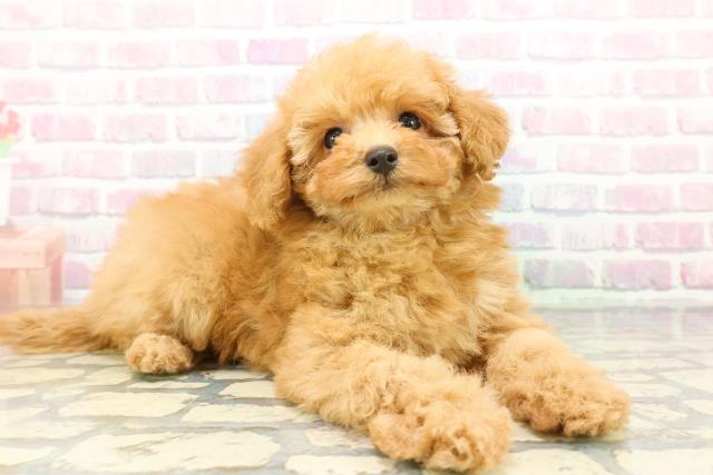 東京都のトイプードル(トイ) (Coo&RIKUフレスポ住吉店/2025年12月22日生まれ/女の子/アプリコット)の子犬の3枚目の画像