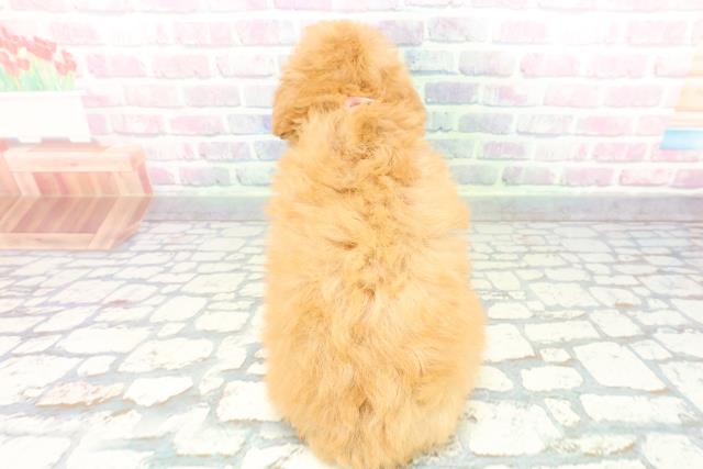 東京都のトイプードル(トイ) (Coo&RIKUフレスポ住吉店/2025年12月22日生まれ/女の子/アプリコット)の子犬の4枚目の画像