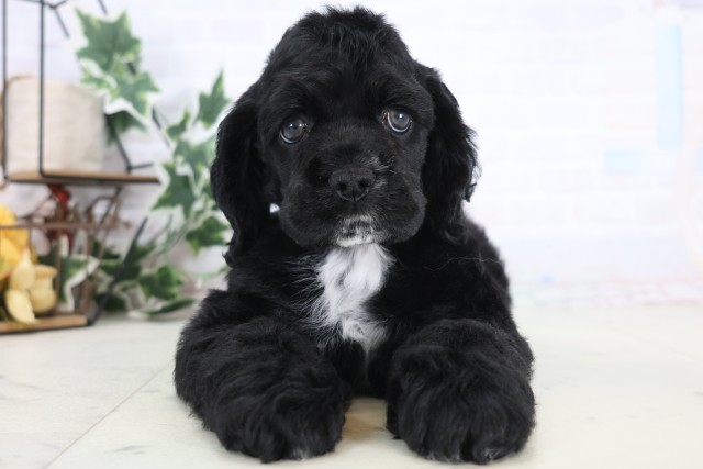沖縄県のアメリカンコッカースパニエル (Coo&RIKU沖縄浦添店/2025年12月20日生まれ/女の子/ブラック)の子犬