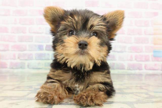 東京都のヨークシャーテリア (Coo&RIKU下北沢店/2025年12月14日生まれ/男の子/スチールブルータン)の子犬