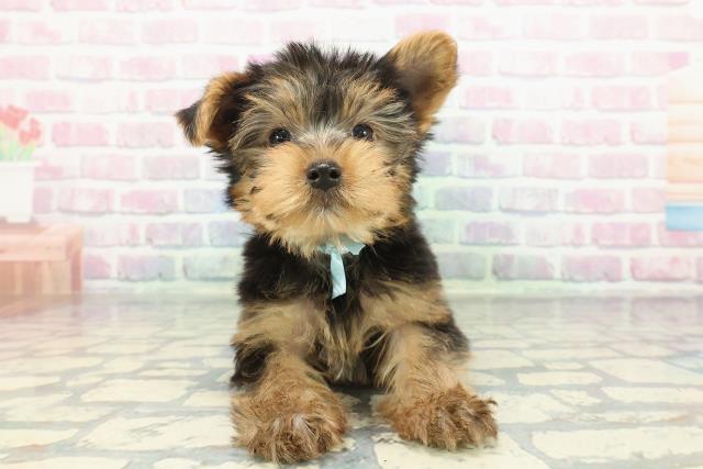 東京都のヨークシャーテリア (Coo&RIKUフレスポ住吉店/2025年12月14日生まれ/男の子/スチールブルータン)の子犬