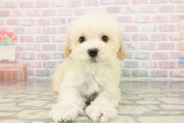 東京都のビションプー(ビションフリーゼ×プードル) (Coo&RIKUフレスポ住吉店/2025年12月14日生まれ/男の子/アプリコットホワイト)の子犬