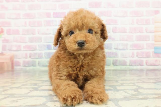 茨城県のトイプードル(トイ) (Coo&RIKU水戸店/2025年12月21日生まれ/男の子/レッド)の子犬の1枚目の画像