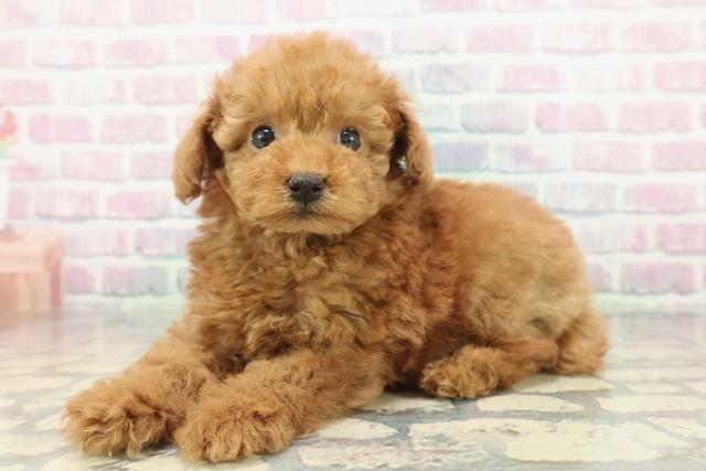 茨城県のトイプードル(トイ) (Coo&RIKU水戸店/2025年12月21日生まれ/男の子/レッド)の子犬の2枚目の画像