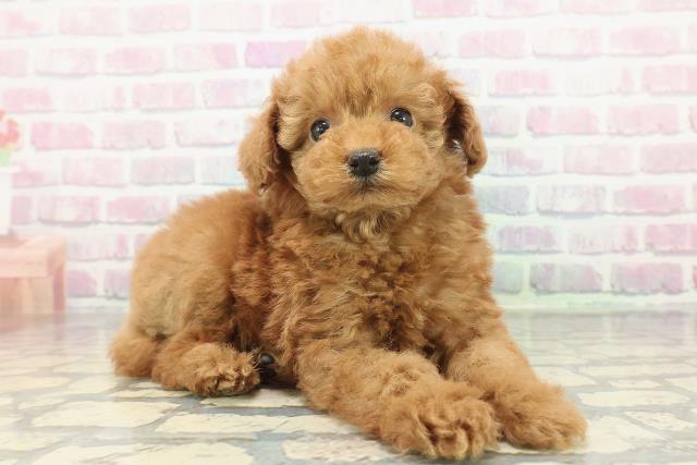 茨城県のトイプードル(トイ) (Coo&RIKU水戸店/2025年12月21日生まれ/男の子/レッド)の子犬の3枚目の画像