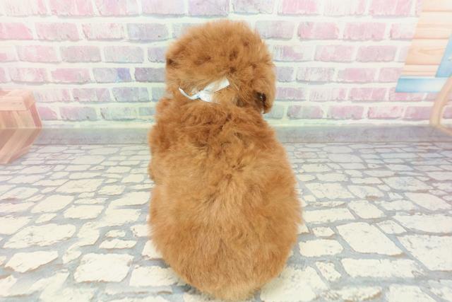 茨城県のトイプードル(トイ) (Coo&RIKU水戸店/2025年12月21日生まれ/男の子/レッド)の子犬の4枚目の画像