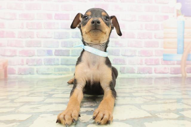 東京都のミニチュアピンシャー (Coo&RIKU池袋西口店/2025年12月21日生まれ/男の子/ブラックタン)の子犬