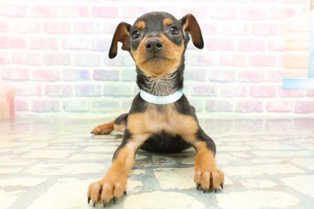 東京都のミニチュアピンシャー (Coo&RIKU新宿三丁目店/2025年12月21日生まれ/男の子/ブラックタン)の子犬