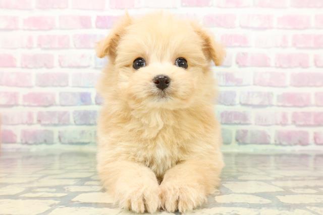 東京都のポメプー(ポメラニアン×プードル) (Coo&RIKU自由が丘店/2025年12月22日生まれ/女の子/アプリコットホワイト)の子犬
