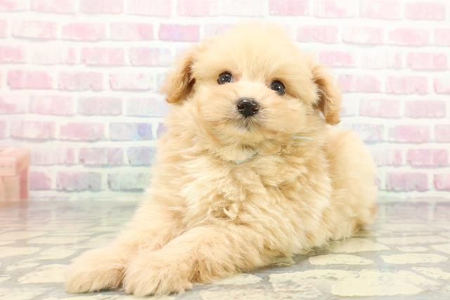 東京都のポメプー(ポメラニアン×プードル) (Coo&RIKU東久留米店/2025年12月22日生まれ/男の子/アプリコットホワイト)の子犬の2枚目の画像