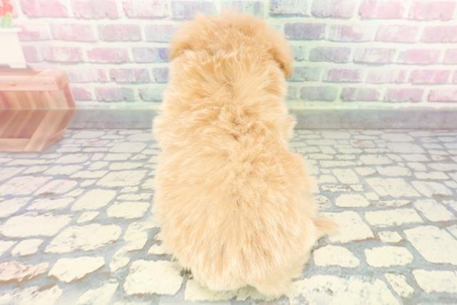 東京都のポメプー(ポメラニアン×プードル) (Coo&RIKU東久留米店/2025年12月22日生まれ/男の子/アプリコットホワイト)の子犬の4枚目の画像