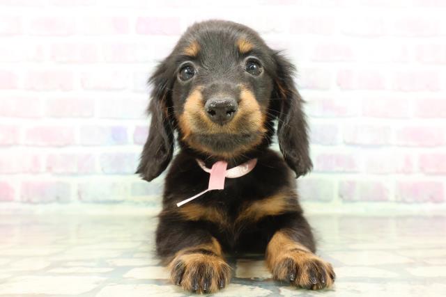 東京都のカニンヘンダックスフンド(ロング) (Coo&RIKU池袋西口店/2025年12月22日生まれ/女の子/ブラックタン)の子犬の1枚目の画像