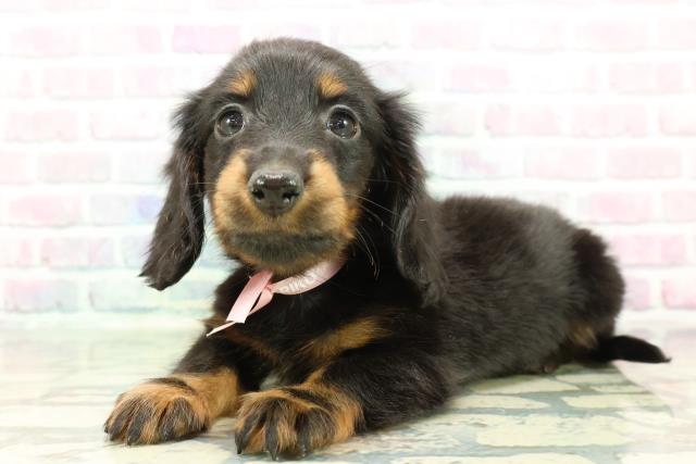 東京都のカニンヘンダックスフンド(ロング) (Coo&RIKU池袋西口店/2025年12月22日生まれ/女の子/ブラックタン)の子犬の2枚目の画像