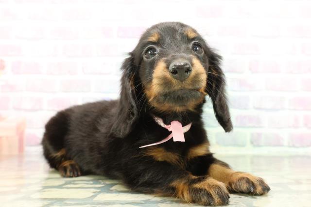 東京都のカニンヘンダックスフンド(ロング) (Coo&RIKU池袋西口店/2025年12月22日生まれ/女の子/ブラックタン)の子犬の3枚目の画像