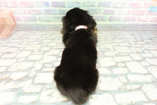 東京都のカニンヘンダックスフンド(ロング) (Coo&RIKU池袋西口店/2025年12月22日生まれ/女の子/ブラックタン)の子犬の4枚目の画像