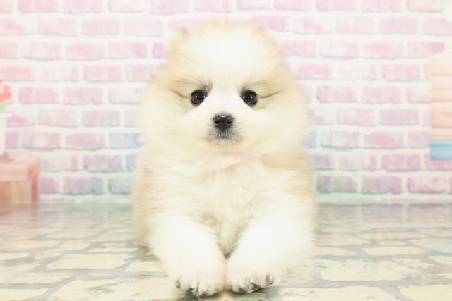 神奈川県のポメラニアン (Coo&RIKU秦野店/2025年12月24日生まれ/女の子/パーティーカラー)の子犬の1枚目の画像