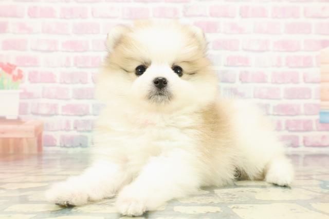 神奈川県のポメラニアン (Coo&RIKU秦野店/2025年12月24日生まれ/女の子/パーティーカラー)の子犬の2枚目の画像