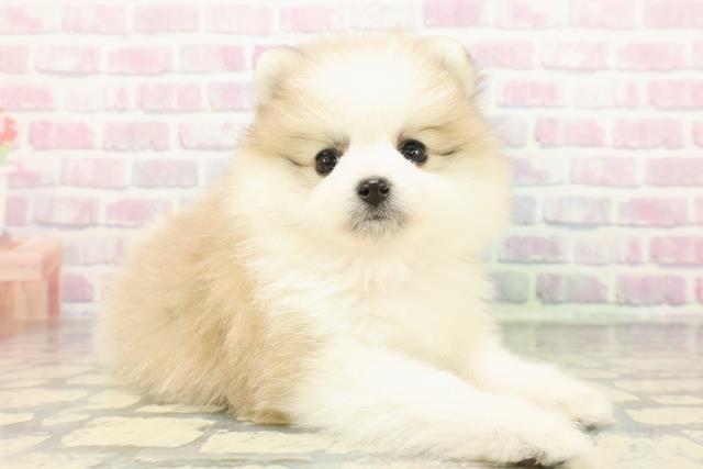 神奈川県のポメラニアン (Coo&RIKU秦野店/2025年12月24日生まれ/女の子/パーティーカラー)の子犬の3枚目の画像