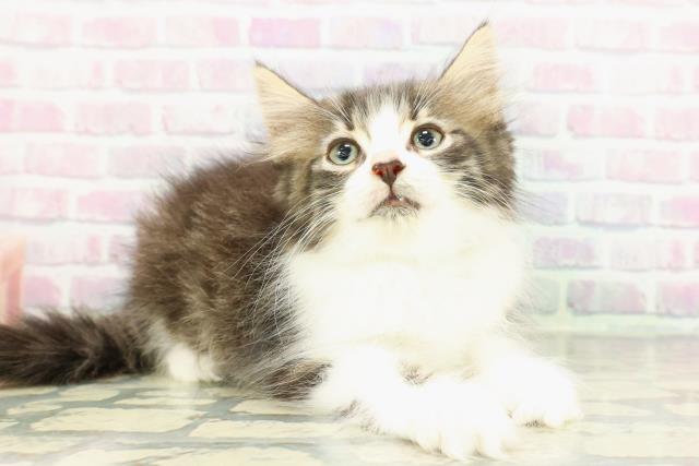 東京都のノルウェージャンフォレストキャット (Coo&RIKU江戸川店/2025年12月17日生まれ/男の子/ブラウンタビーホワイト)の子猫の3枚目の画像