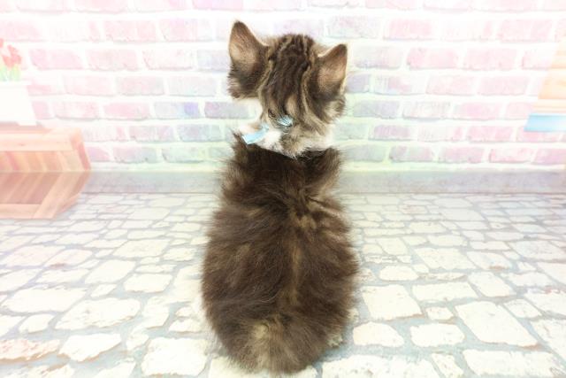 東京都のノルウェージャンフォレストキャット (Coo&RIKU江戸川店/2025年12月17日生まれ/男の子/ブラウンタビーホワイト)の子猫の4枚目の画像