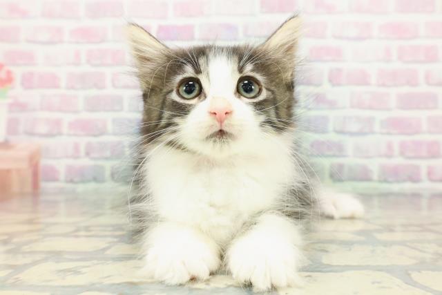 東京都のノルウェージャンフォレストキャット (Coo&RIKU浅草店/2025年12月17日生まれ/女の子/ブラウンタビーホワイト)の子猫の1枚目の画像