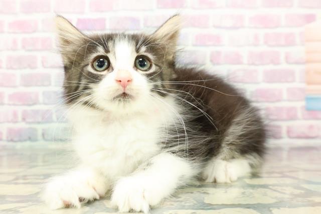 東京都のノルウェージャンフォレストキャット (Coo&RIKU浅草店/2025年12月17日生まれ/女の子/ブラウンタビーホワイト)の子猫の2枚目の画像