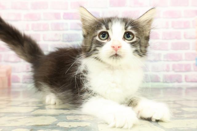 東京都のノルウェージャンフォレストキャット (Coo&RIKU浅草店/2025年12月17日生まれ/女の子/ブラウンタビーホワイト)の子猫の3枚目の画像