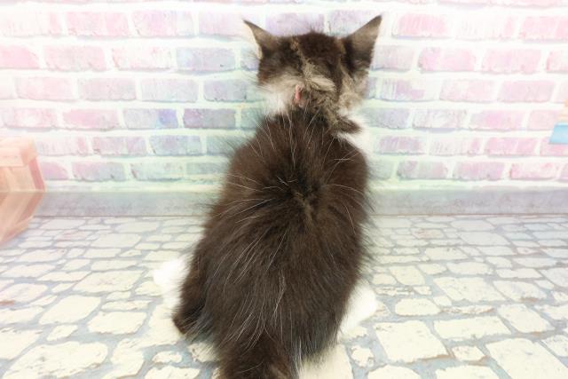 東京都のノルウェージャンフォレストキャット (Coo&RIKU浅草店/2025年12月17日生まれ/女の子/ブラウンタビーホワイト)の子猫の4枚目の画像