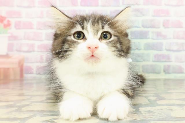 埼玉県のノルウェージャンフォレストキャット (Coo&RIKU大宮店/2025年12月17日生まれ/男の子/ブラウンタビーホワイト)の子猫の1枚目の画像