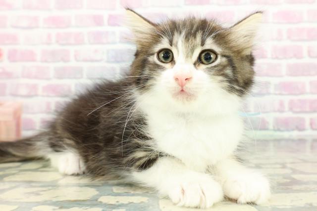 埼玉県のノルウェージャンフォレストキャット (Coo&RIKU大宮店/2025年12月17日生まれ/男の子/ブラウンタビーホワイト)の子猫の3枚目の画像