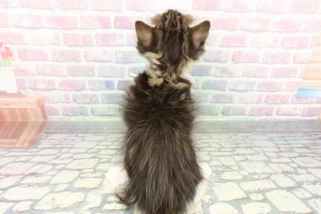 埼玉県のノルウェージャンフォレストキャット (Coo&RIKU大宮店/2025年12月17日生まれ/男の子/ブラウンタビーホワイト)の子猫の4枚目の画像