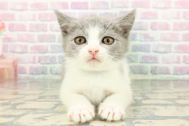 東京都のブリティッシュショートヘアー (Coo&RIKU大久保店/2025年12月15日生まれ/男の子/ブルーホワイト)の子猫の1枚目の画像