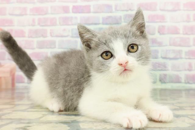 東京都のブリティッシュショートヘアー (Coo&RIKU大久保店/2025年12月15日生まれ/男の子/ブルーホワイト)の子猫の3枚目の画像