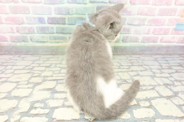 東京都のブリティッシュショートヘアー (Coo&RIKU大久保店/2025年12月15日生まれ/男の子/ブルーホワイト)の子猫の4枚目の画像