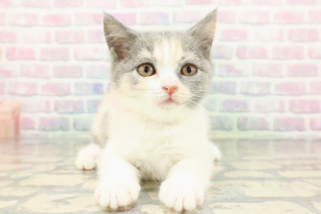 東京都のブリティッシュショートヘアー (Coo&RIKU浅草店/2025年12月15日生まれ/女の子/ダイリュートキャリコ)の子猫の1枚目の画像