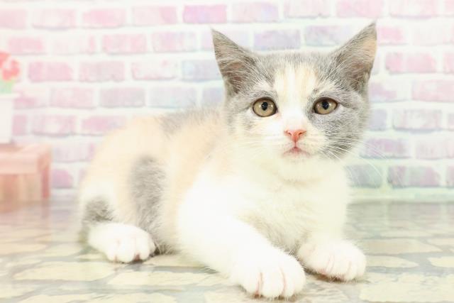 東京都のブリティッシュショートヘアー (Coo&RIKU浅草店/2025年12月15日生まれ/女の子/ダイリュートキャリコ)の子猫の3枚目の画像