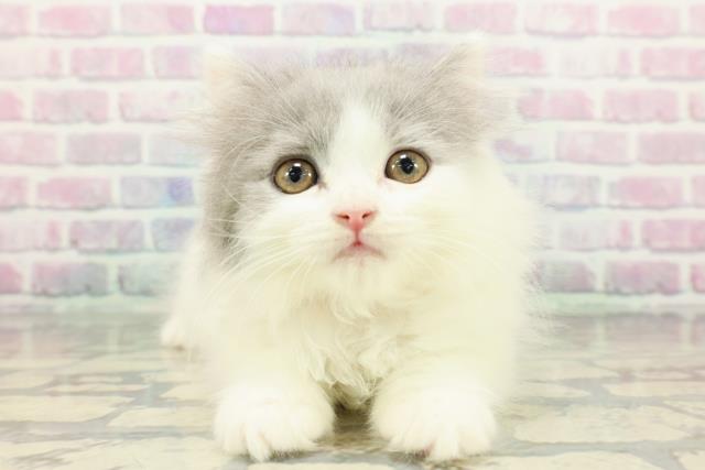 東京都のブリティッシュロングヘアー (Coo&RIKU武蔵小山店/2025年12月15日生まれ/女の子/ブルーホワイト)の子猫の1枚目の画像