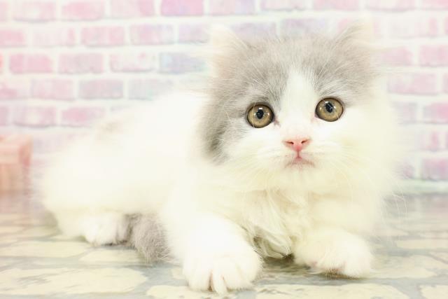 東京都のブリティッシュロングヘアー (Coo&RIKU武蔵小山店/2025年12月15日生まれ/女の子/ブルーホワイト)の子猫の3枚目の画像