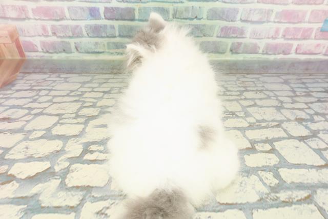 東京都のブリティッシュロングヘアー (Coo&RIKU武蔵小山店/2025年12月15日生まれ/女の子/ブルーホワイト)の子猫の4枚目の画像
