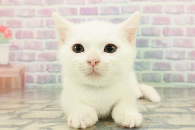 2025年12月17日生まれのマンチカン